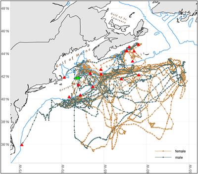 Horizontal and Vertical Movement Patterns and Habitat Use of Juvenile Porbeagles (Lamna nasus) in the Western North Atlantic